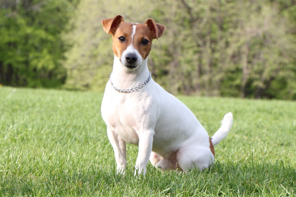 Alla scoperta dellenergico Jack Russell Terrier