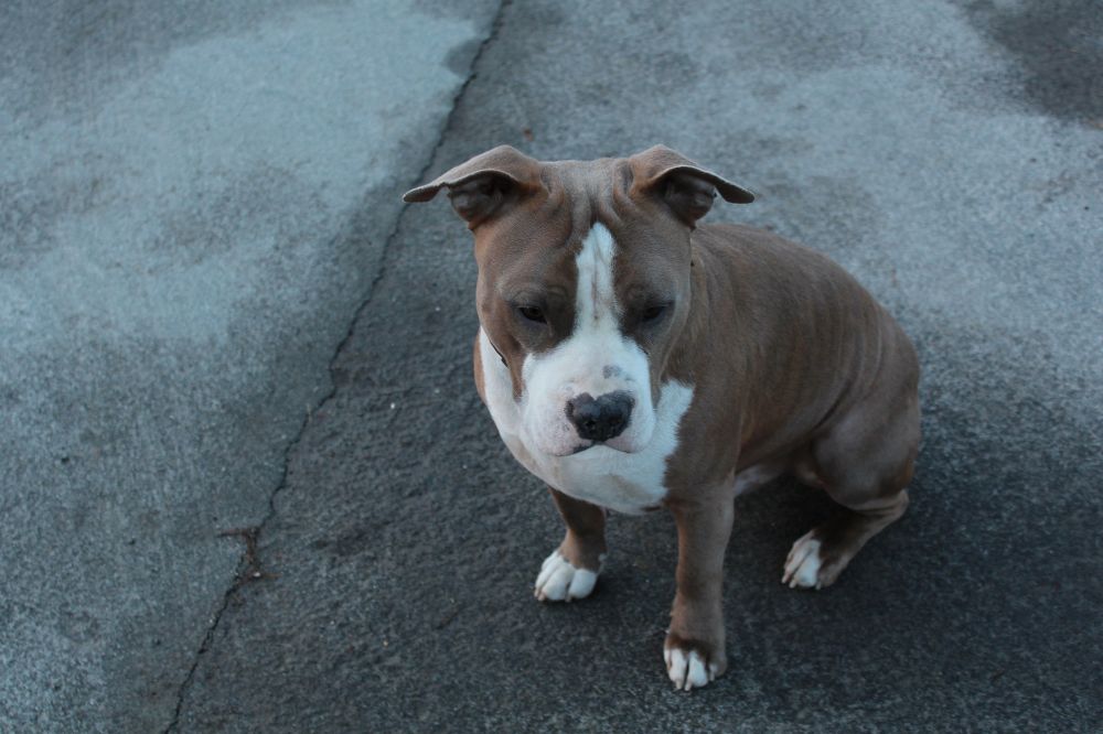 Caracteri?sticas del Pitbull Terrier Americano