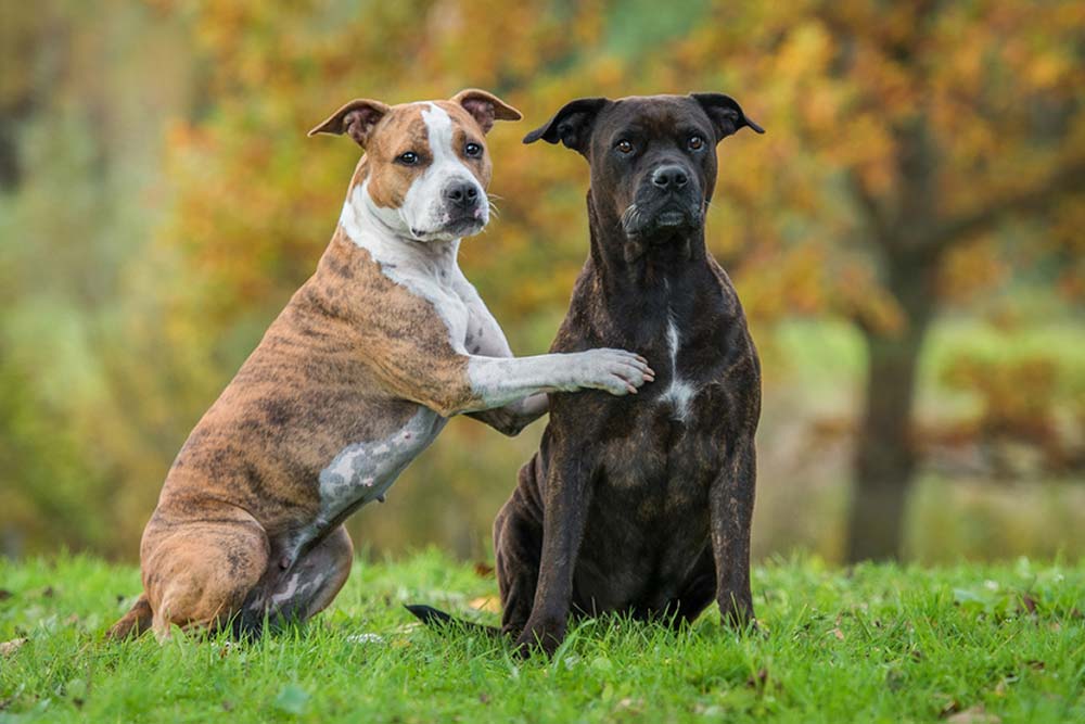 Carattere American Staffordshire terrier