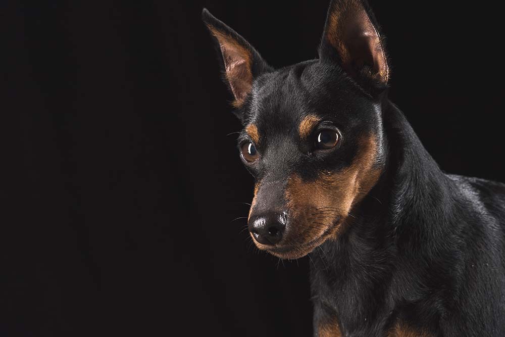 Carattere doberman pinscher