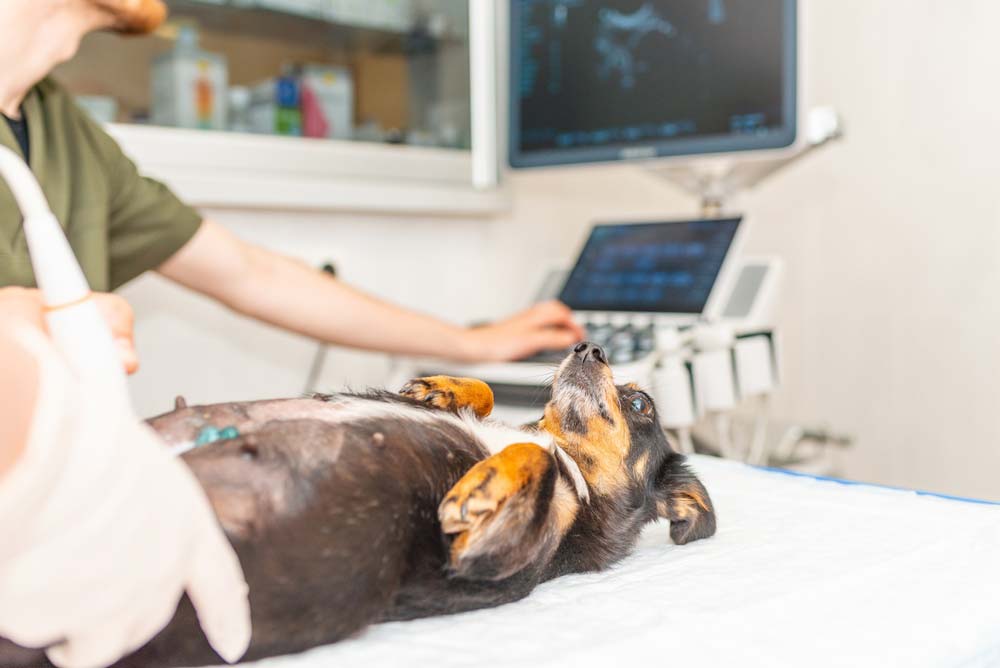 Chien lactant veterinaire