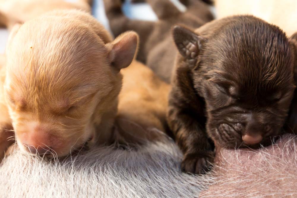Chiots allaites