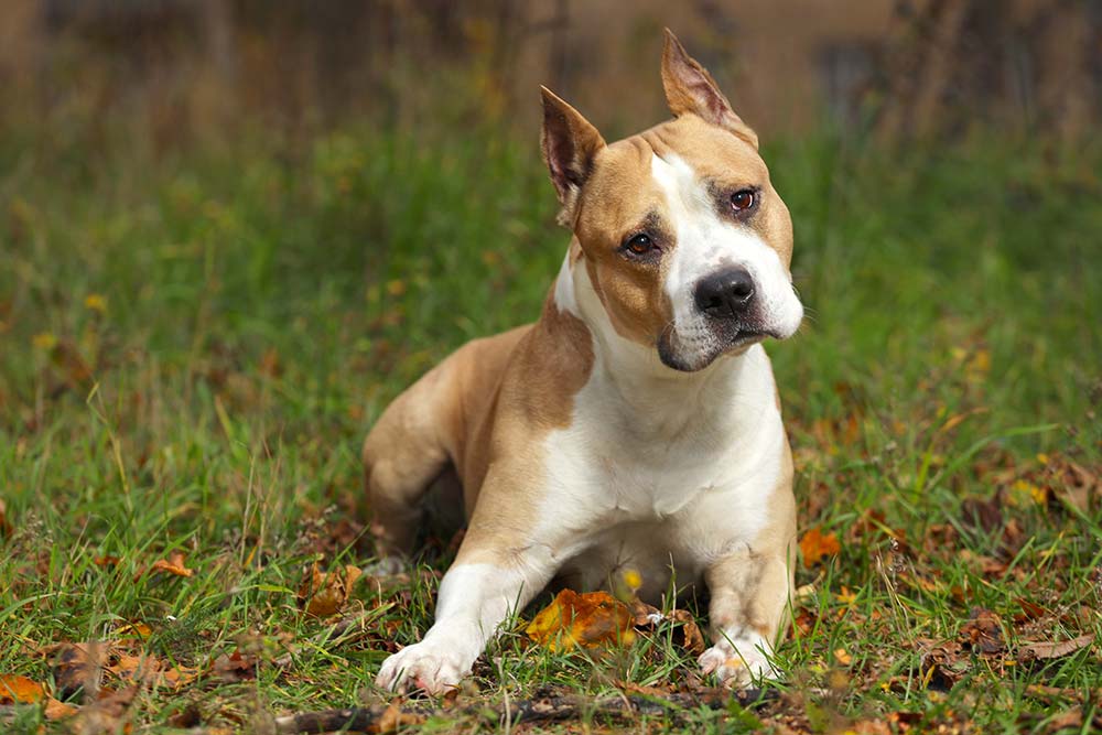 Cibo American Staffordshire terrier