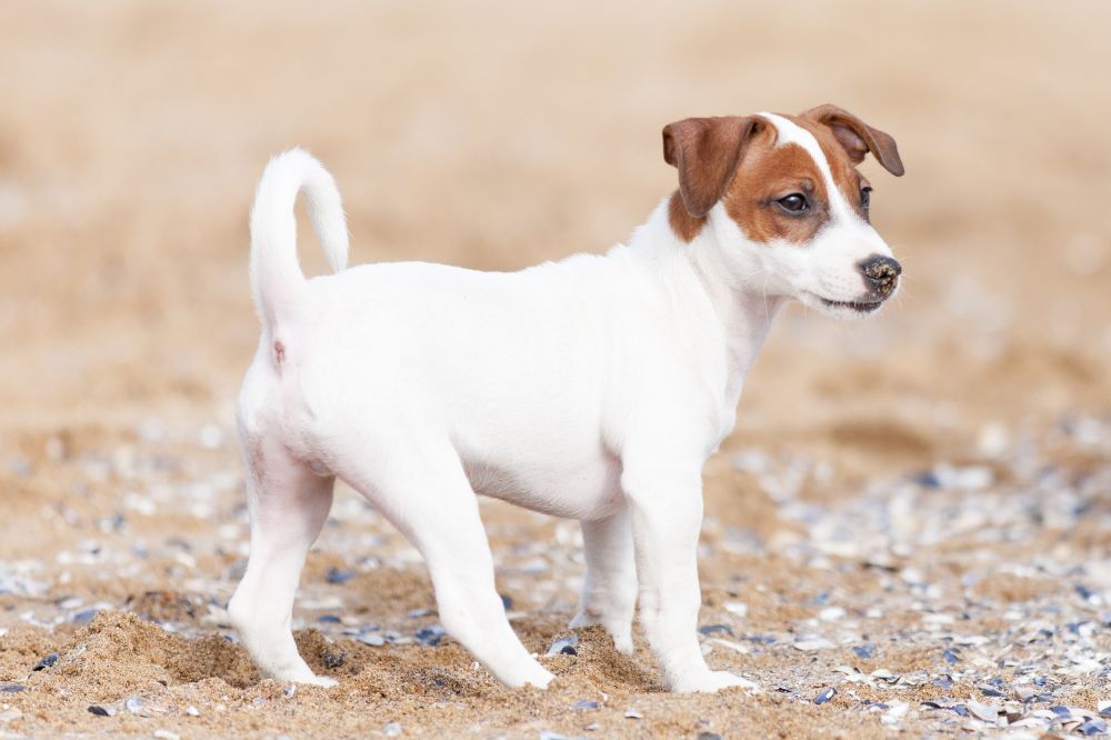 Come il cucciolo di Jack Russell terrier interagisce con i bambini e gli altri animali domestici