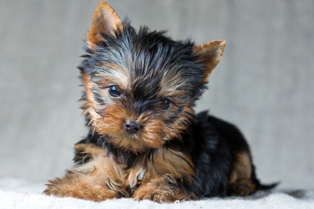 Co?mo interactu?a el cachorro de Yorkshire Terrier con nin?os y otras mascotas