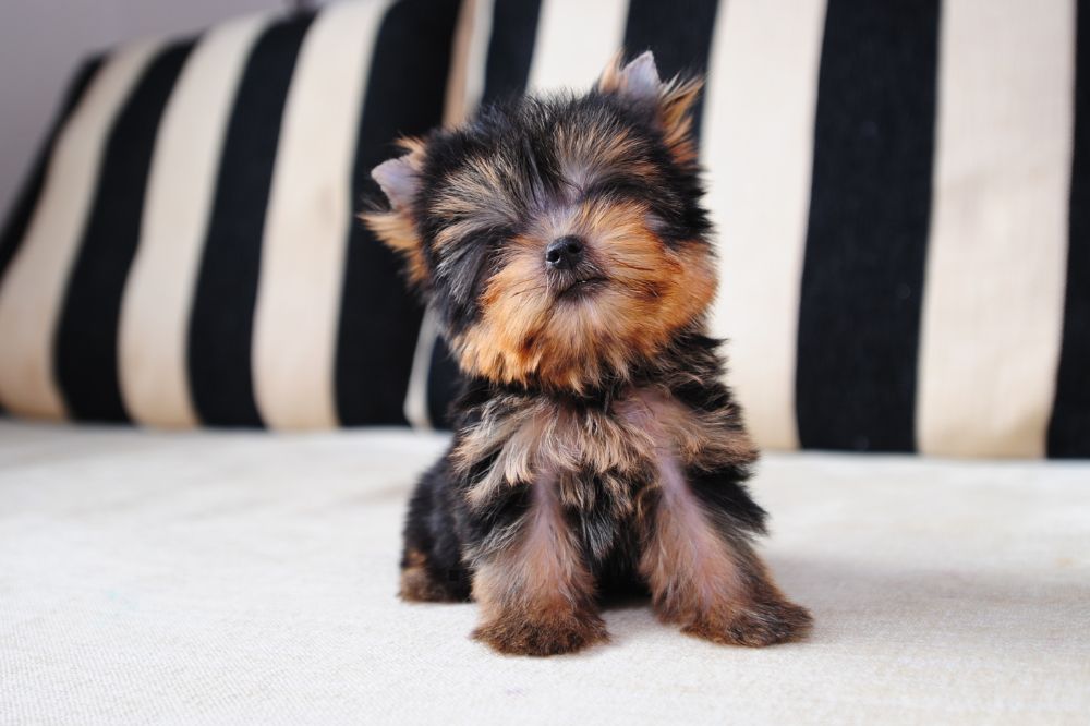 Consejos pra?cticos para el duen?o de un cachorro de Yorkshire Terrier