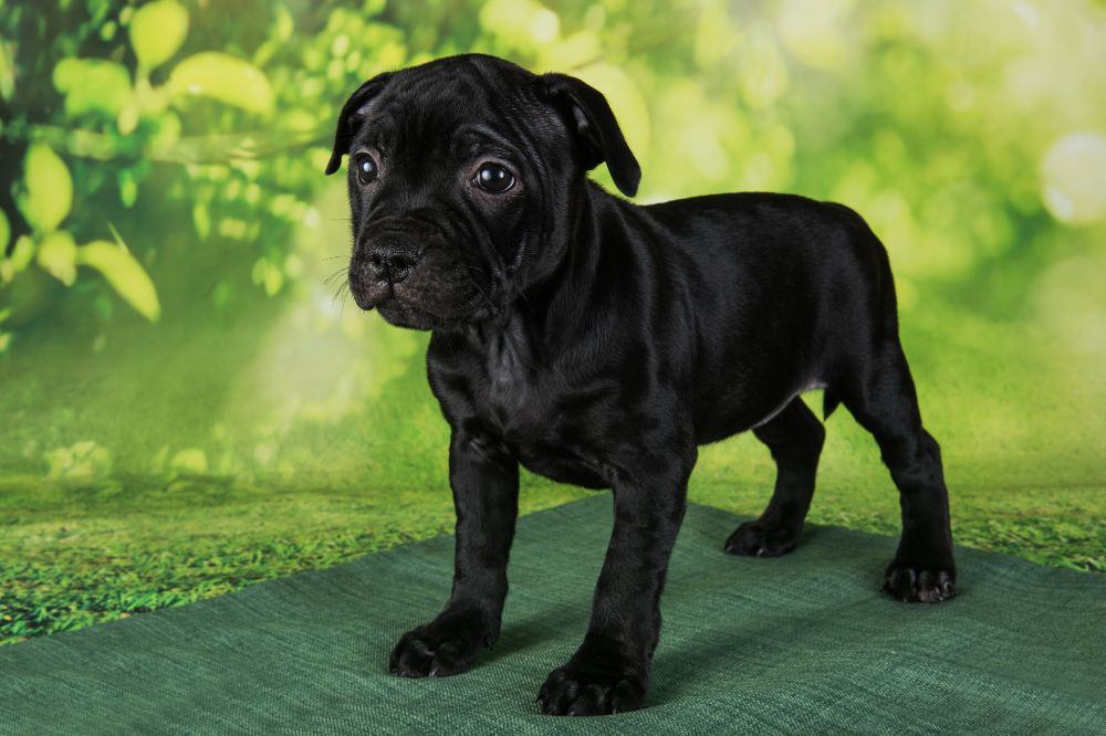 Curiosidades sobre el American Stafford