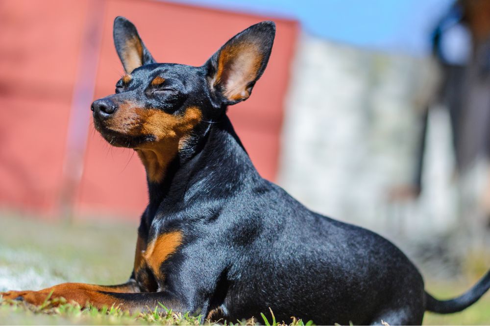 Esigenze alimentari del Pinscher nano