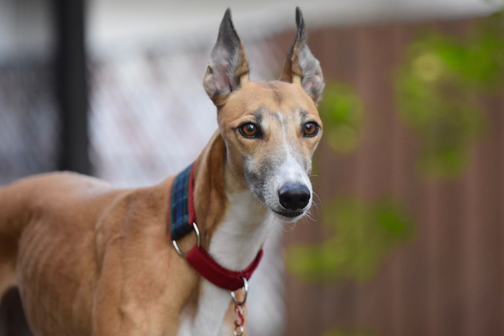 Esigenze nutrizionali specifiche del Galgo spagnolo