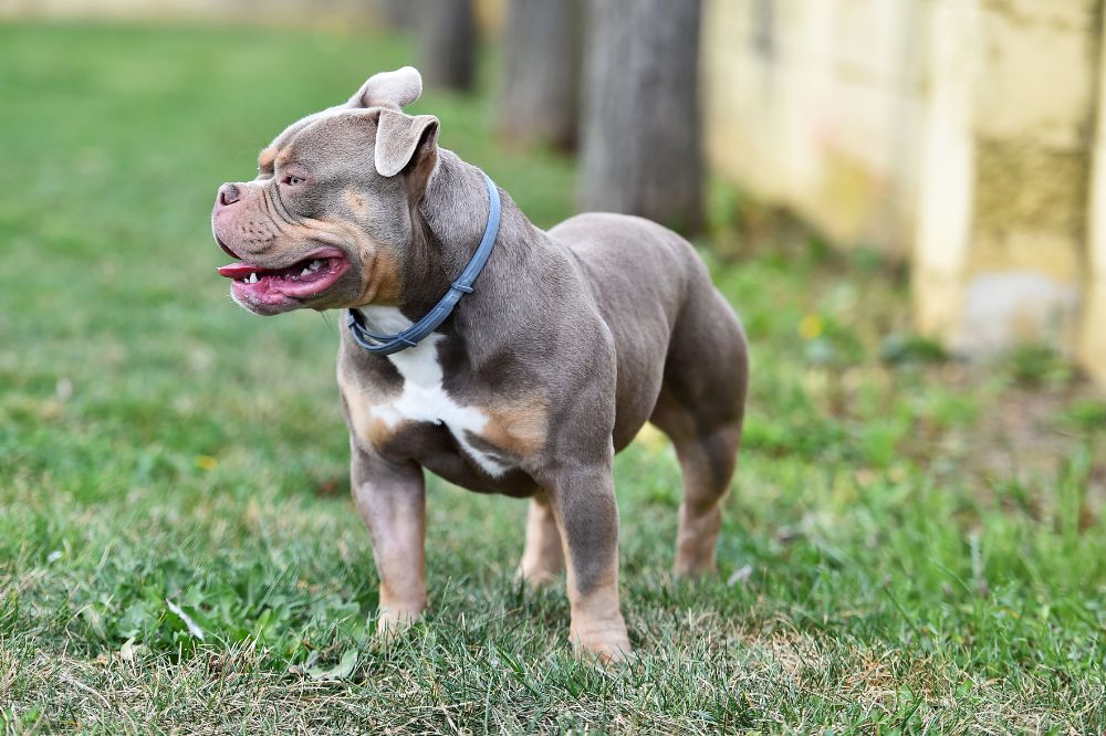 Fascinantes hechos sobre el American Bully