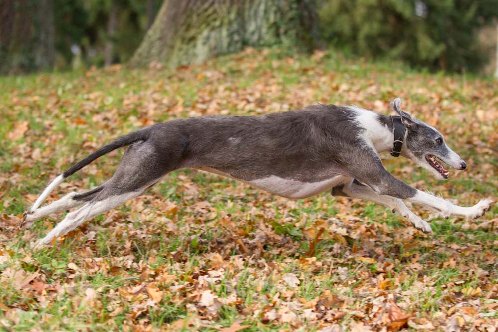Greyhound espanol