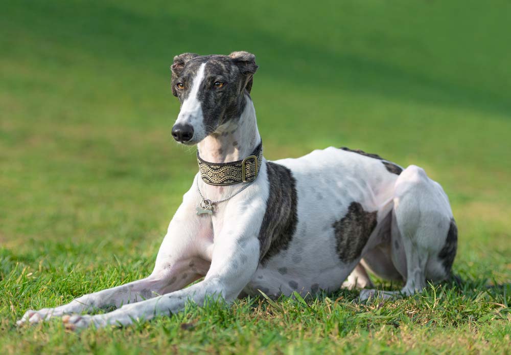 Greyhound espanol