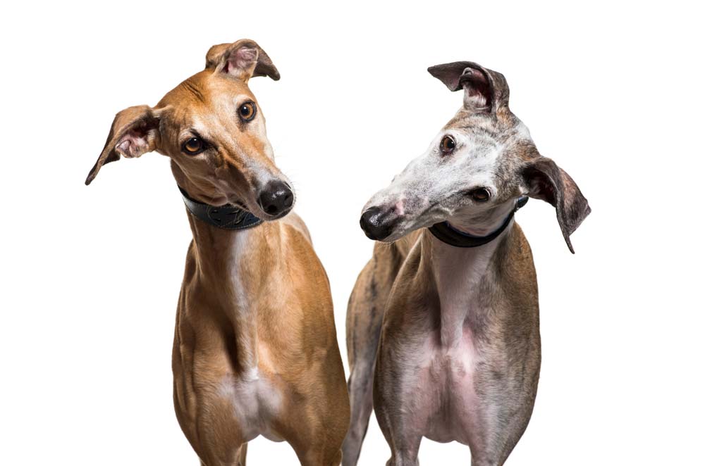 Greyhound espanol