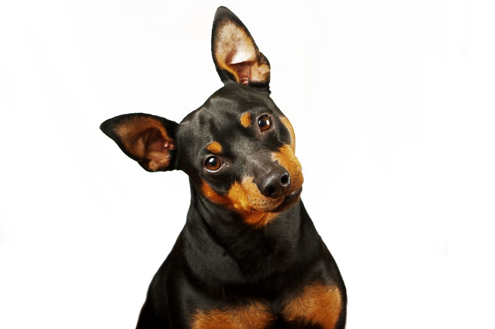 Integratori indispensabili per un Pinscher sano