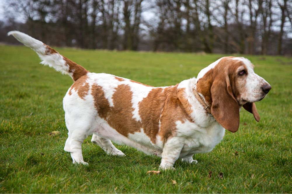 La personalidad tranquila pero tenaz del Basset Hound