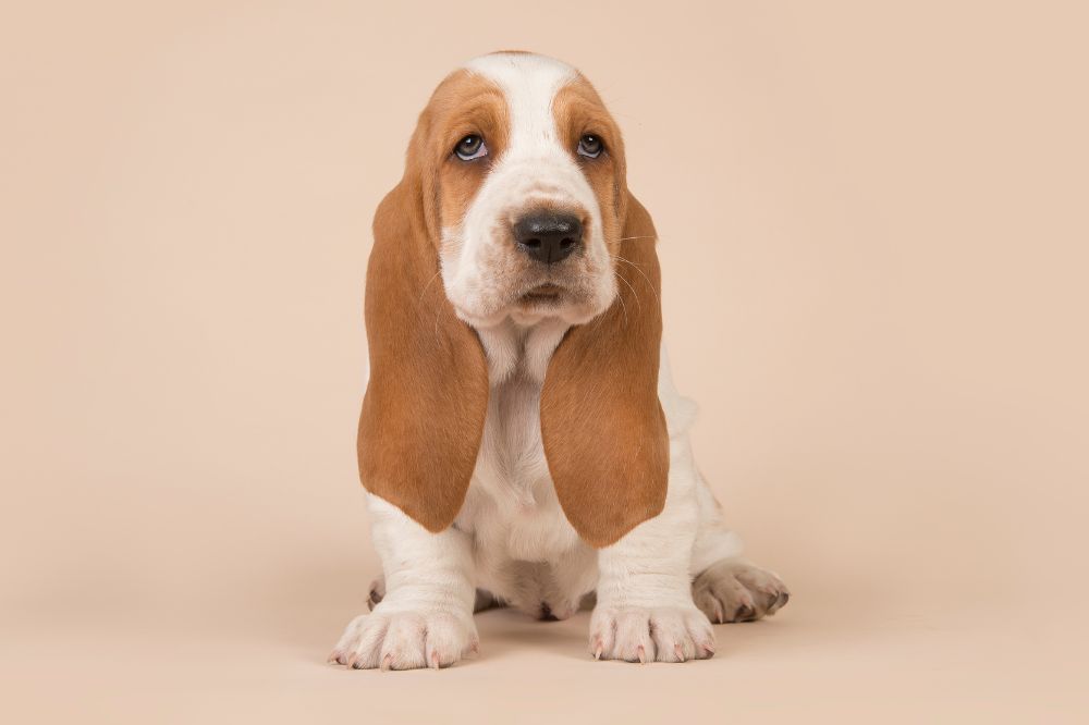 Origen e historia del Basset Hound