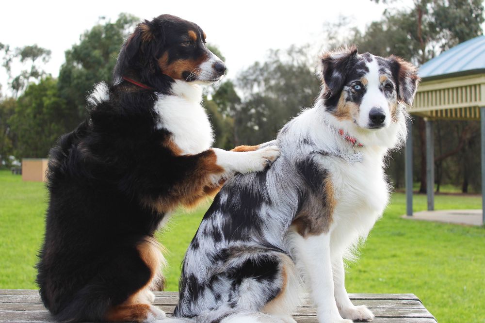 Perros de terapia