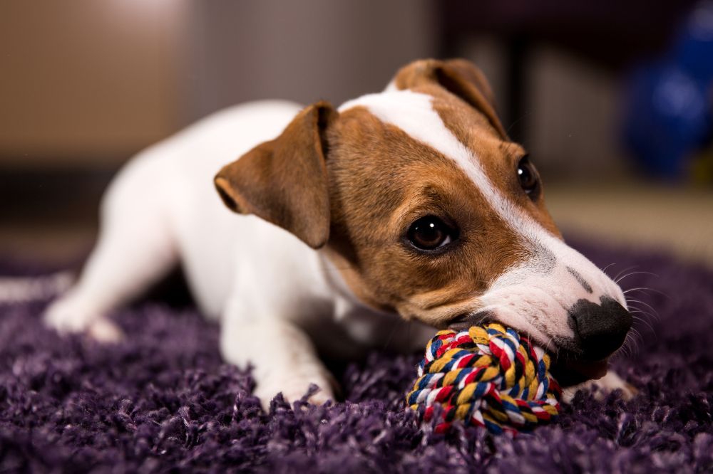 Quanto tempo impiega un cucciolo di Jack Russell Terrier per crescere
