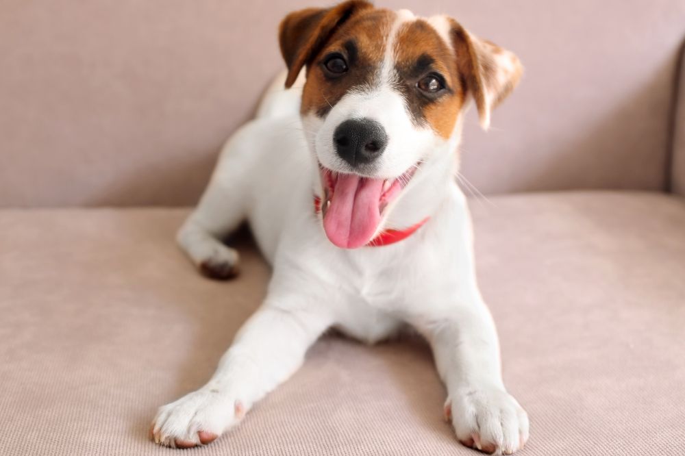 Requisiti nutrizionali unici del Jack Russell Terrier