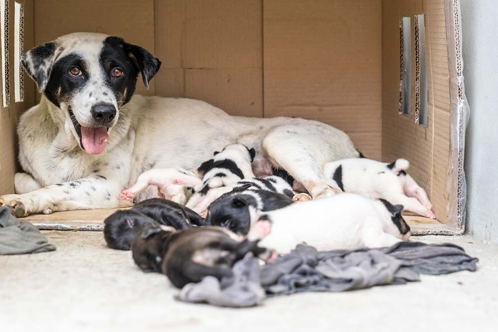 allaitante chienne