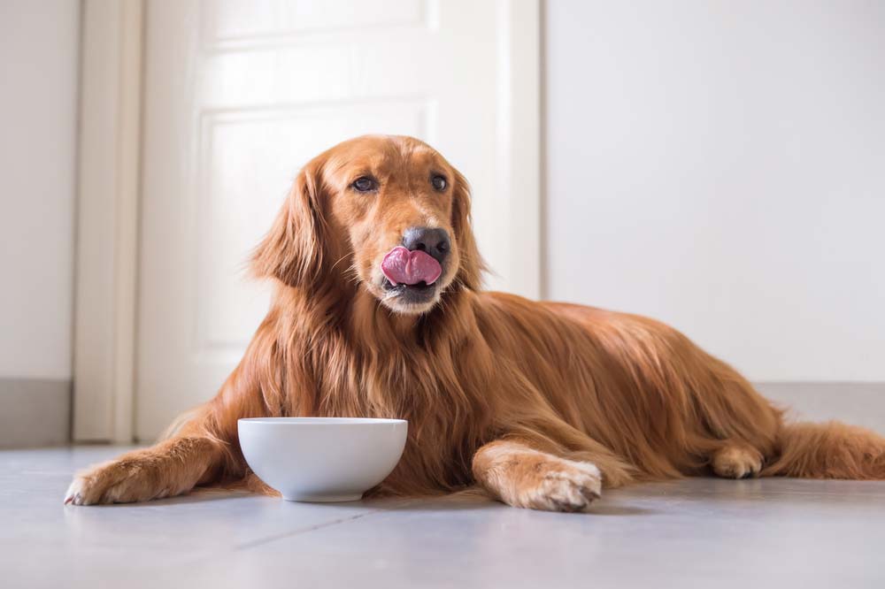 chienne allaite manger