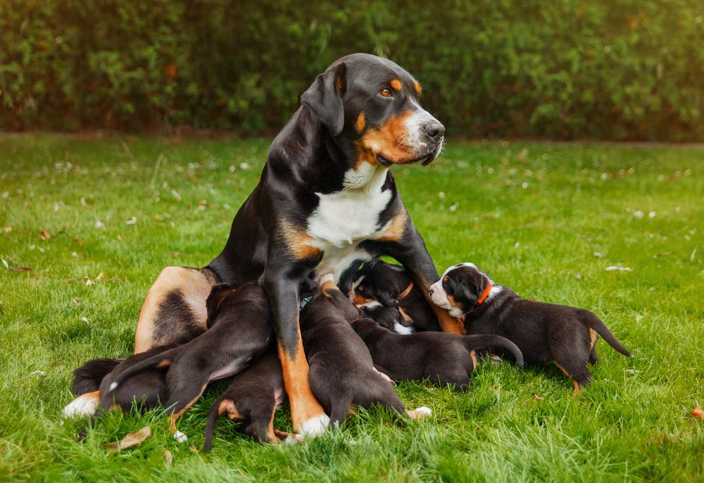 Alimentation chiots