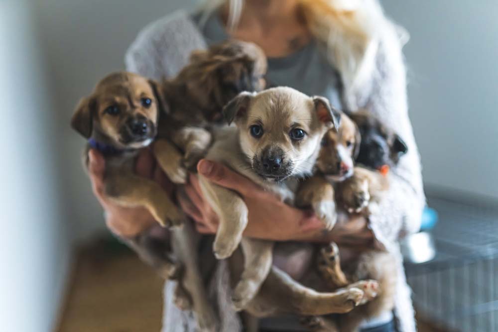 Alimentation chiots