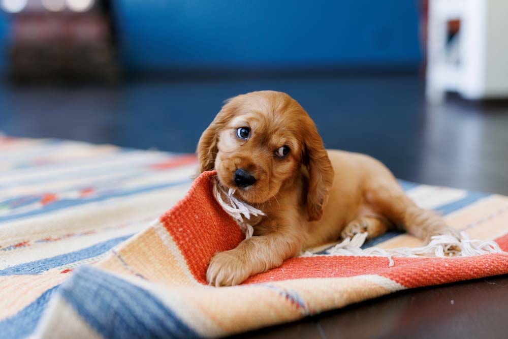 Alimentation chiots