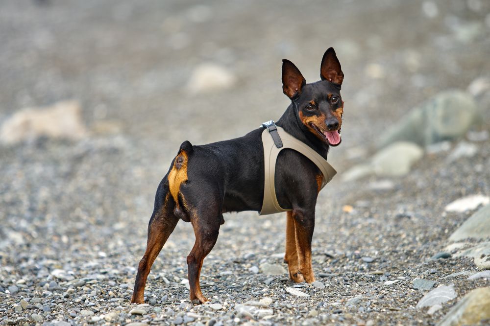 Combien de temps un chiot Pinscher nain peut il rester seul