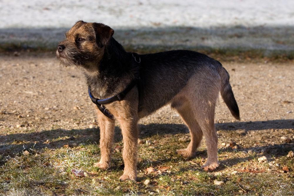 Consejos para el cuidado y mantenimiento del Border Terrier