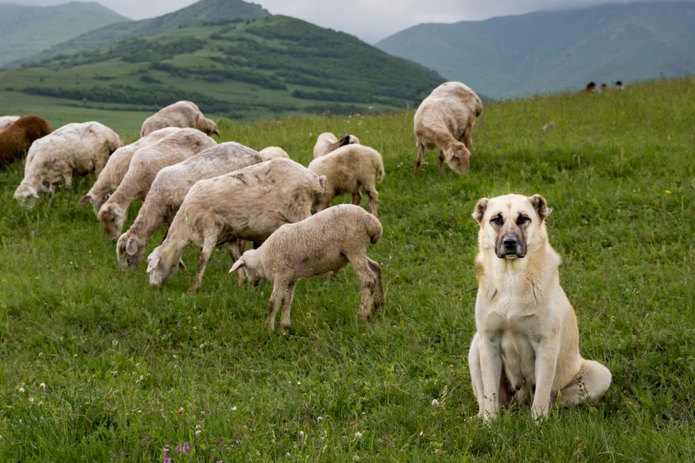 Consejos para el cuidado y mantenimiento del Pastor de Anatolia