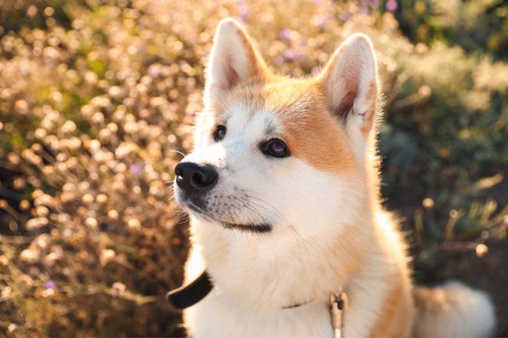 Control de porciones y frecuencia de comidas para el Akita Inu claves para una raza de perro grande