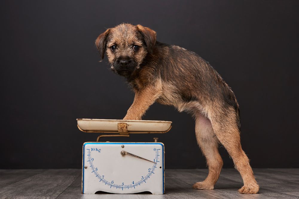 Curiosidades y datos interesantes de los cachorros de Border Terrier