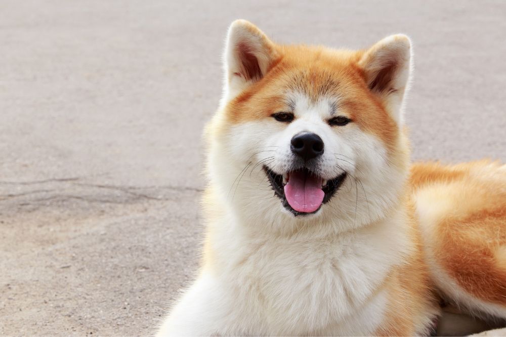 El Rol del Akita Inu en la Cultura Japonesa