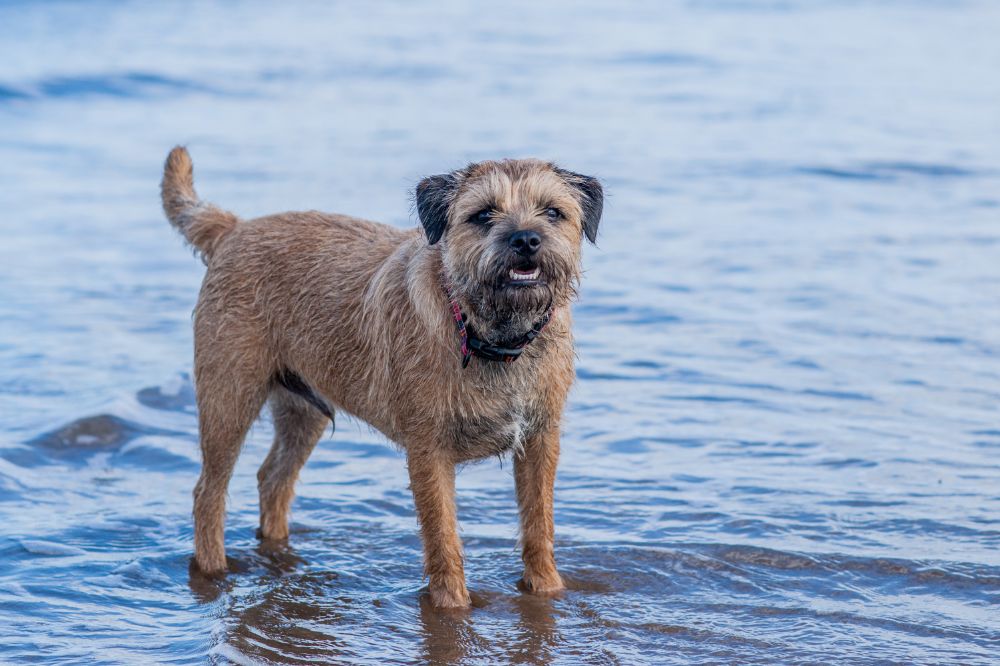 El Rol del Border Terrier en la caza y la historia rural