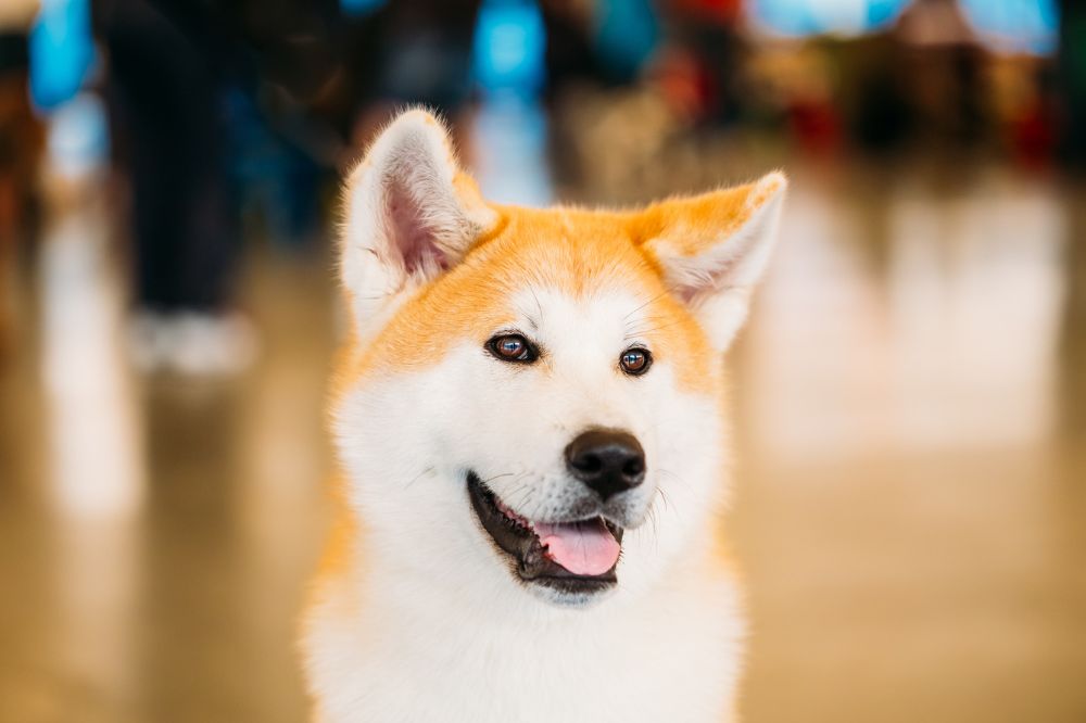 Origen e historia del Akita Inu