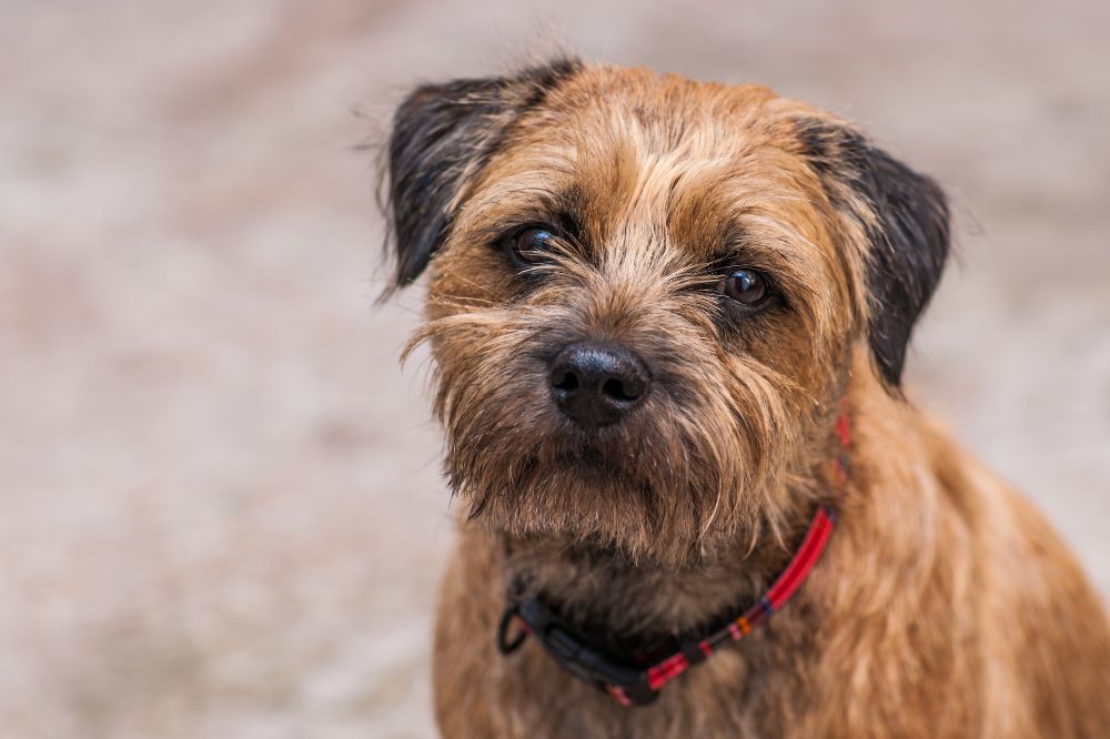 Origen e historia del Border Terrier