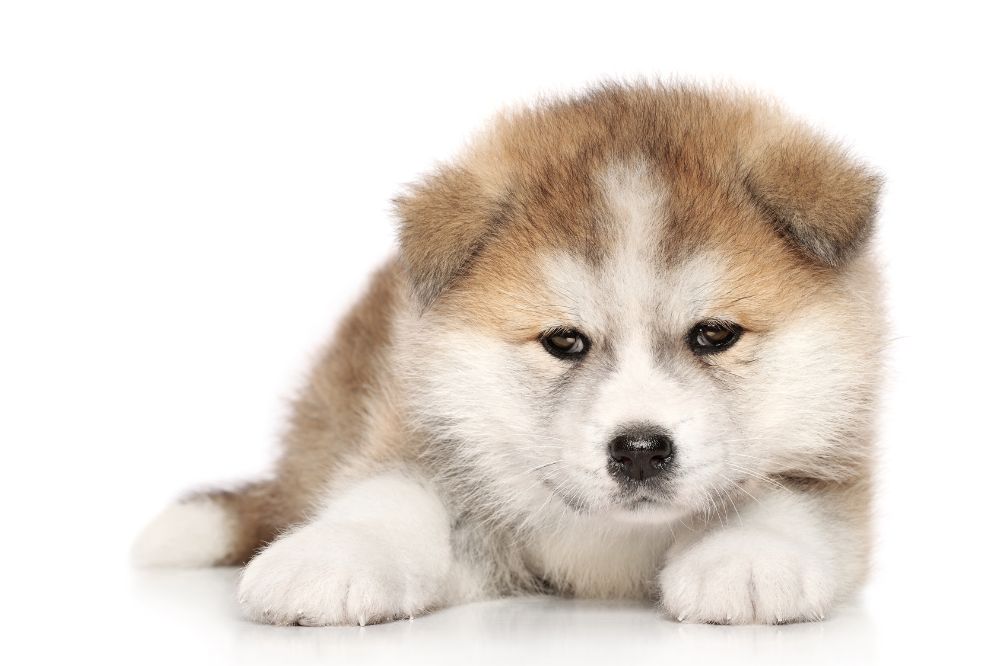 Preguntas frecuentes sobre el cachorro de Akita Inu