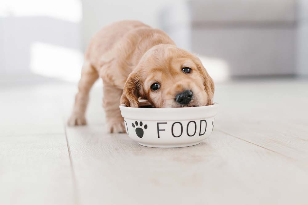manger un chiot