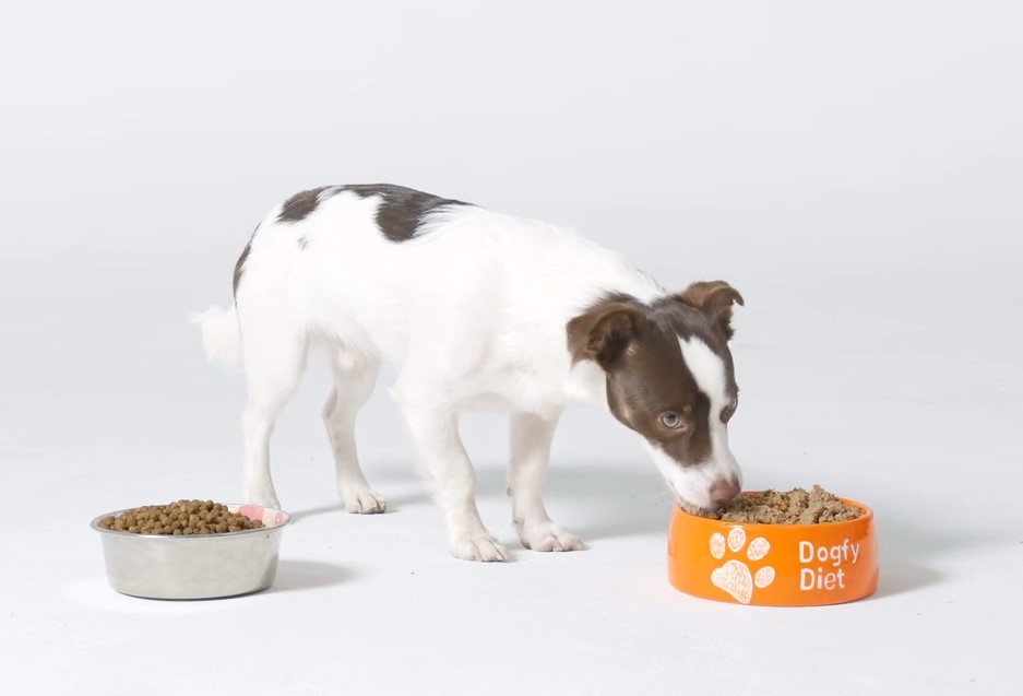 nourriture pour chien Dogfy regime
