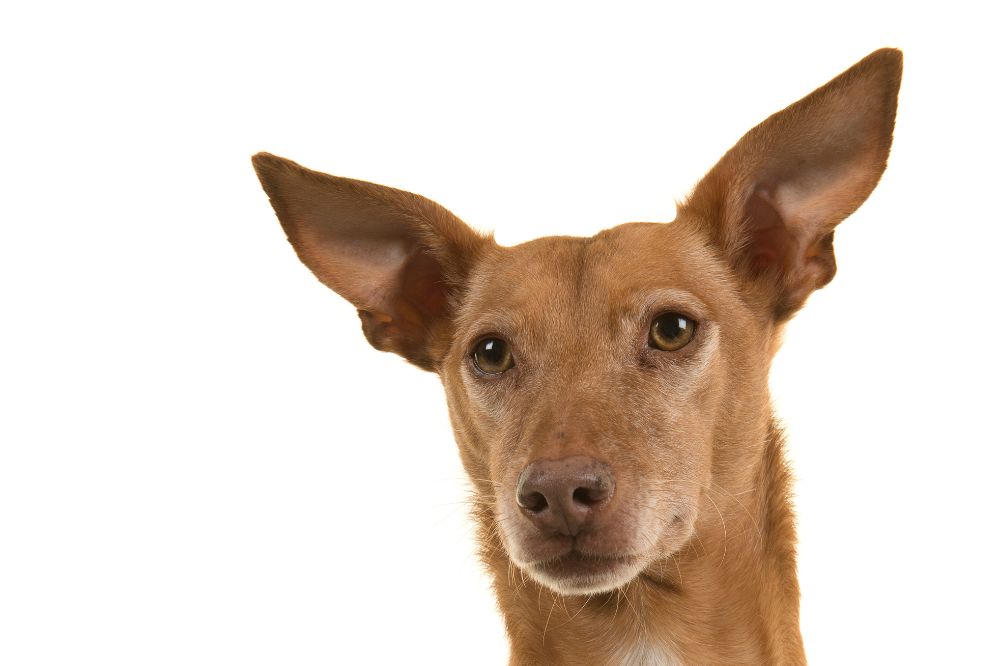 ¿Cual es la esperanza de vida promedio de un podenco andaluz