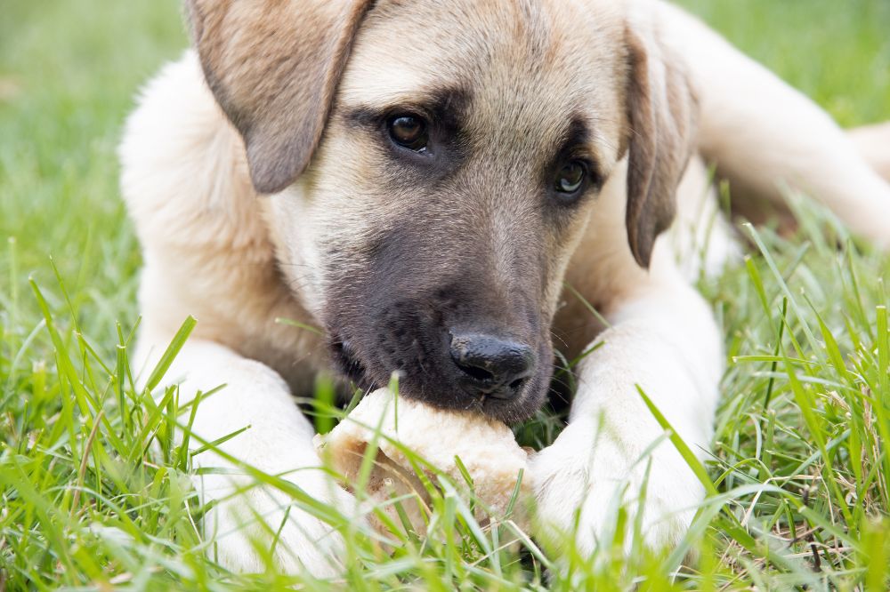 ¿Cuanto ejercicio necesita un cachorro de Pastor de Anatolia