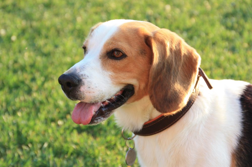 Beagle