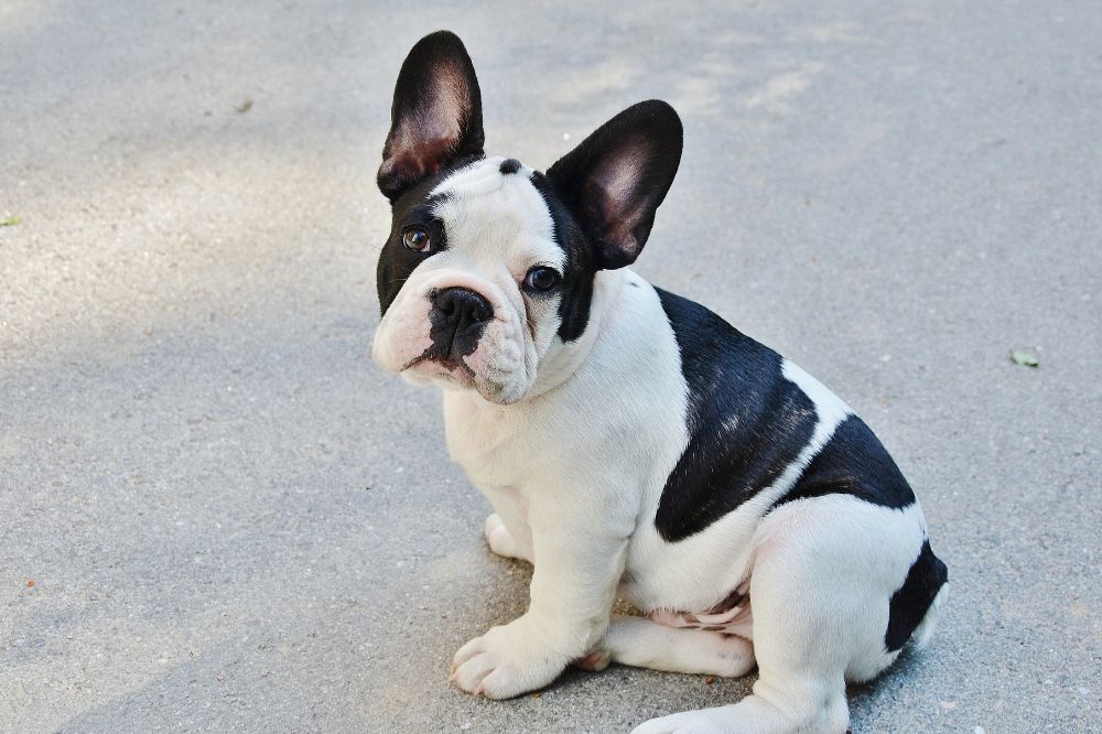 Bouledogue français