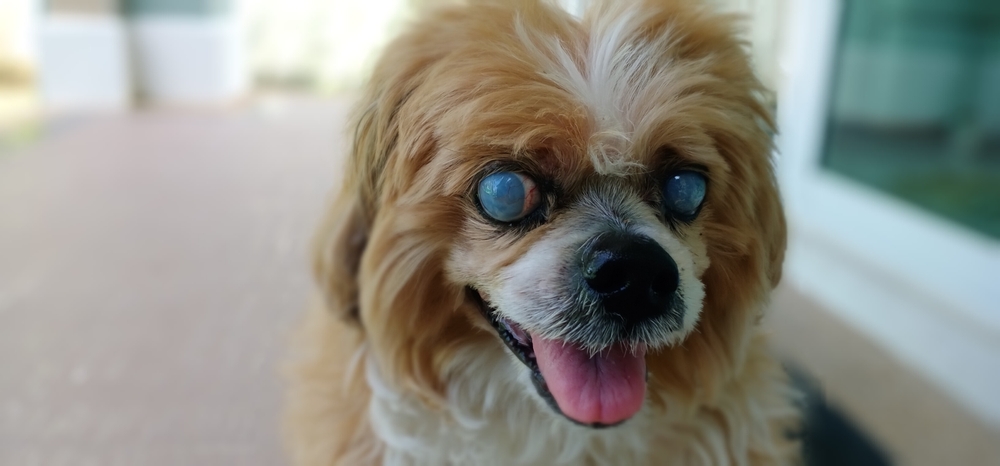 Cagnolino occhi