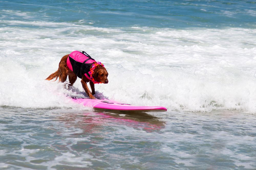 Habilidades de perros en competiciones deportivas caninas