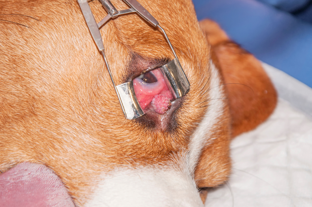 Cane con tumore palpebrale