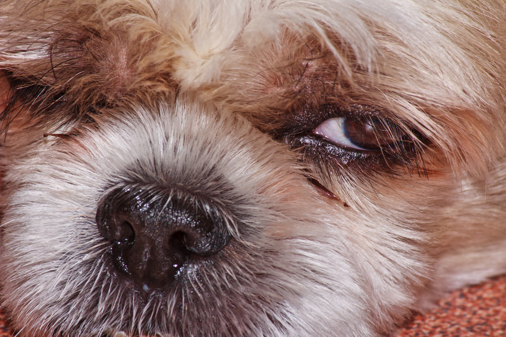 Occhio secco nei cani