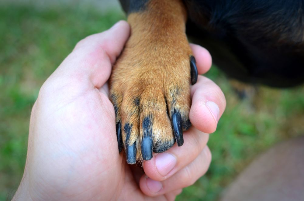 Chiens et soin des ongles ce que vous devez savoir