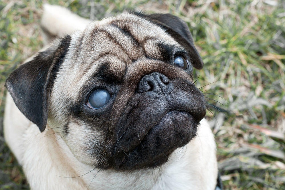 Trattamenti oculari per cani
